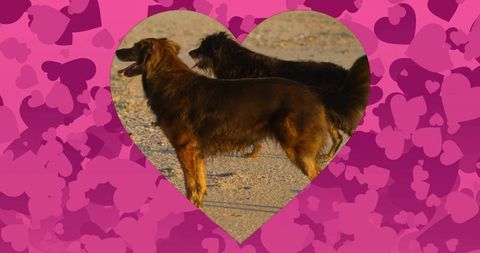 Two Long-Haired Dogs Standing on Sandy Shore with Heart Design Overlay