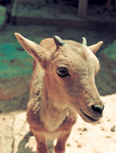 Adorable Baby Goat in Close-Up Outdoors - Download Free Stock Photos Pikwizard.com