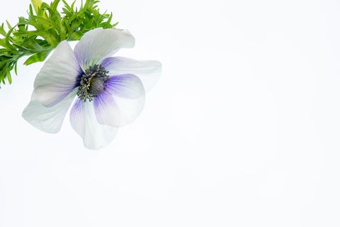Bright anemone flower with green foliage on white background