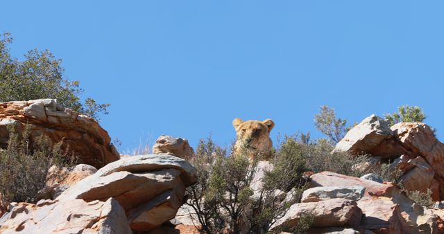 A lioness is camouflaged among the rocky outcrops under a clear blue sky, with copy space. Her presence atop the rocks demonstrates the natural stealth and camouflage abilities of these big cats in their habitat.
