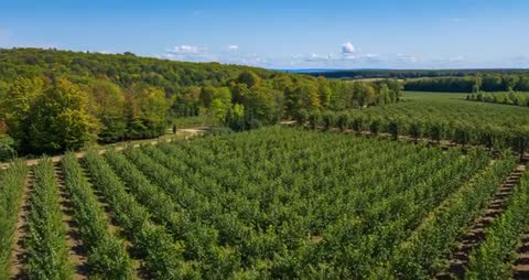 Drone Captures Aerial View of Expansive Orchard and Countryside