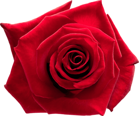 Vibrant Red Rose Blossom Transparent Background