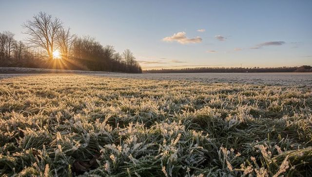 Frost-covered meadow glowing at sunrise with sunbeams through bare trees and hoarfrost