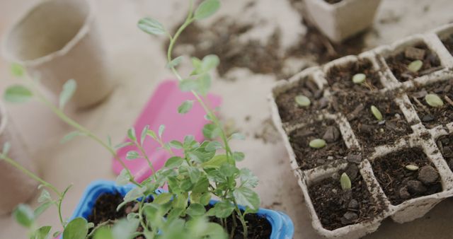 Young Seedlings in Biodegradable Pots - Download Free Stock Images Pikwizard.com