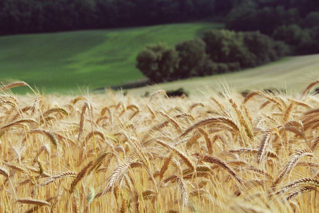 Golden field of barley swaying in summer breeze - Download Free Stock Photos Pikwizard.com
