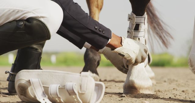 Equestrian Preparing Horse for Show with Protective Leg Gear - Download Free Stock Images Pikwizard.com