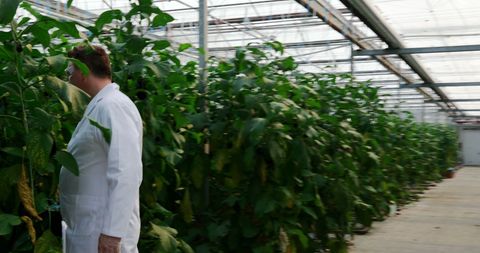 Scientist Examining Vegetables in Greenhouse Research Facility - Download Free Stock Images Pikwizard.com