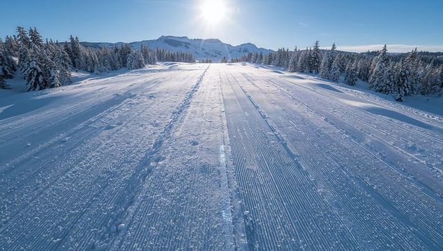 Sunlit groomed ski slope with corduroy ridges and snowy pine forest