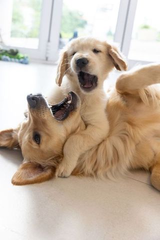 Golden retriever puppy playfully wrestling with adult dog on sunlit home floor
