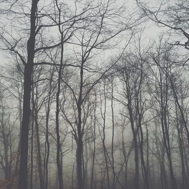Misty Forest with Bare Trees in Tranquil Winter Morning - Download Free Stock Photos Pikwizard.com