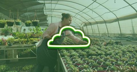 Urban gardener tending rows of succulents in greenhouse nursery with hanging planters