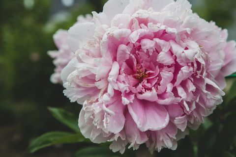 Soft Pink Peony Bloom Close-up Showing Layered Petals and Delicate Texture for Wedding Design