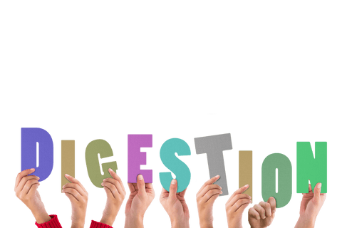 hands holding digestion text on transparent background - Download Free Stock Videos Pikwizard.com