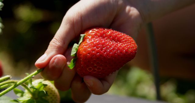 Hand holding a ripe strawberry outdoors, with copy space. The focus on the fruit suggests a theme of fresh produce or healthy eating.