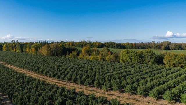 Lush evergreen rows in nursery field with autumn forest background