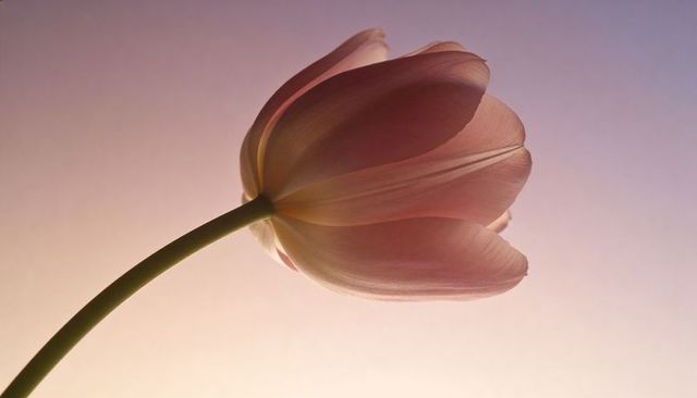 Pale pink tulip bloom with curving green stem on soft pastel gradient background