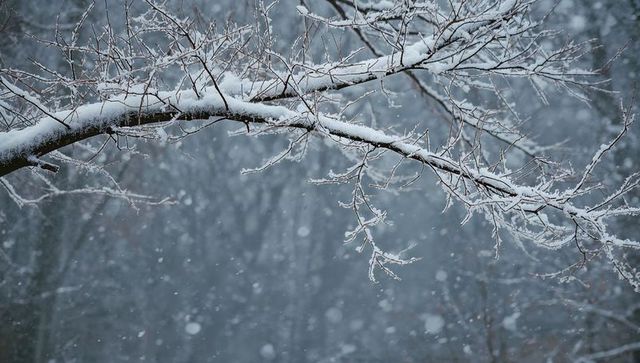 Snow-laden deciduous branch stretching across falling snow in quiet winter forest