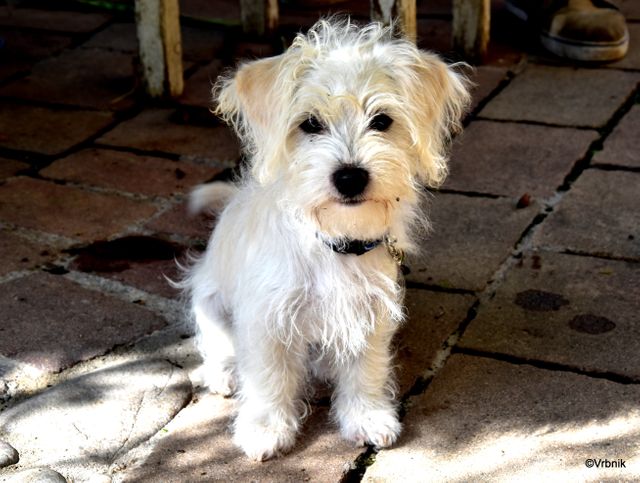 Cute fluffy puppy sits on a sunlit patio, creating a warm and serene outdoor scene. Ideal for use in advertisements for pet products, veterinary services, or feel-good content in social media and pet-themed publications.