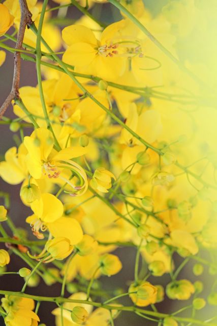Detailed close-up of vibrant yellow flowers of the Golden Shower Tree in full bloom. Perfect for nature-themed designs, summer backgrounds, botanical studies, and floral embellishments. The intricate details of the arrangement and bright colors enhance the tropical feel.