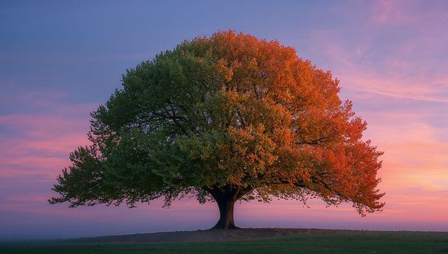 Majestic tree at sunset with colorful sky backdrop