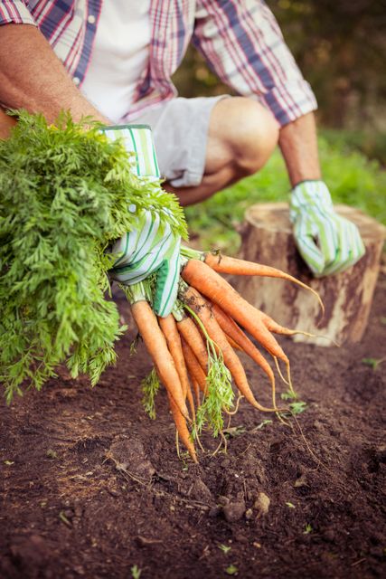 Gardener crouching while holding freshly harvested organic carrots at a farm. Ideal for use in articles or advertisements about organic farming, sustainable living, healthy eating, and gardening tips. Perfect for illustrating agricultural practices, farm-to-table concepts, and the benefits of growing your own produce.