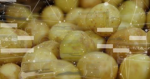 Displaying golden baby potatoes with augmented reality network overlay for smart farming