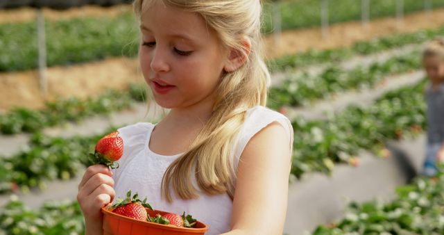 Caucasian girl enjoys fresh strawberries outdoor. She's picking ripe berries on a sunny day at a strawberry farm.