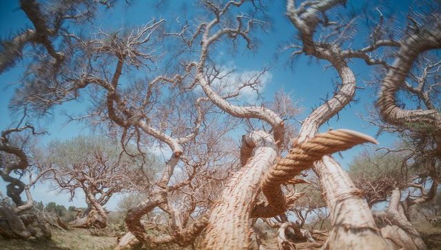 Majestic ancient trees with twisted branches in rustic grove