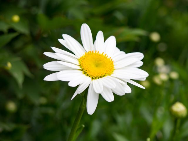 Close-Up of Single White Daisy with Yellow Center in Greenery - Download Free Stock Photos Pikwizard.com