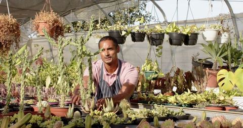 Man cultivating succulents and cacti in greenhouse setting