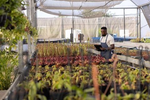 African american horticulturist inspecting seedlings with tablet in urban greenhouse nursery