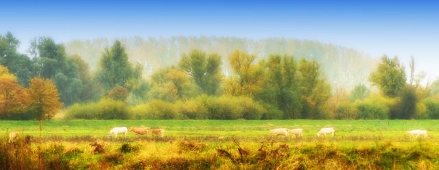 Cows are grazing peacefully in a misty meadow during autumn. Colors appear softened by the mist, giving a serene and tranquil feel to the environment. This image can be used for themes related to farming, nature, environmental conservation, rural life, and pastoral scenery.