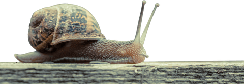 Brown snail on wooden surface transparent background illustration