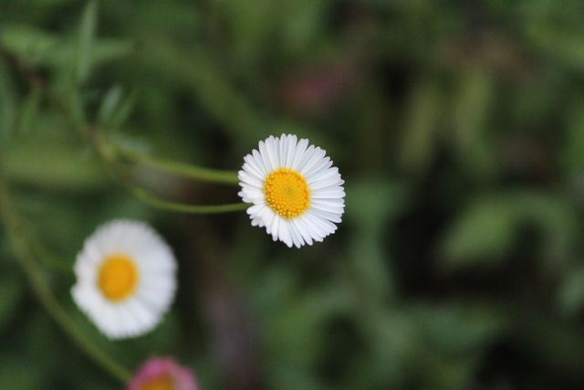 This close-up of a white daisy with a yellow center set against a green nature background is perfect for spring or nature themed projects. Ideal for greeting cards, gardening blogs, nature photography exhibits, or serene landscape designs.