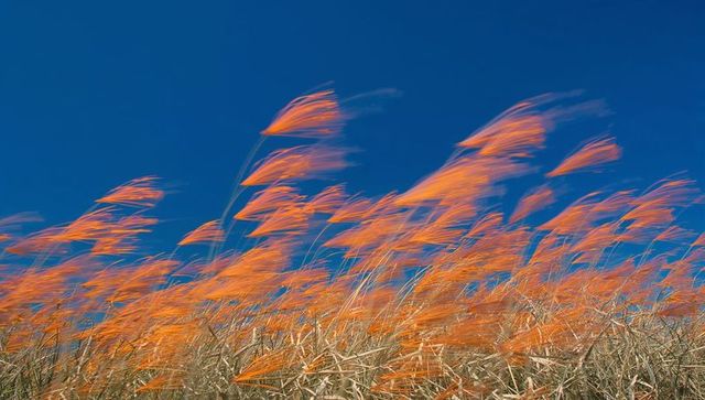 Orange dune grasses swaying in strong coastal wind against vivid deep blue sky, motion