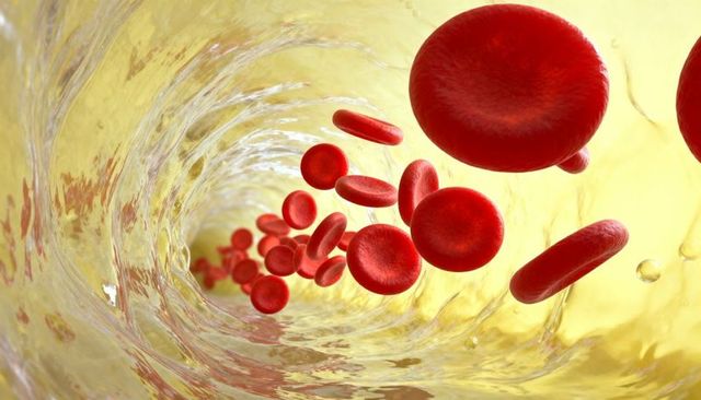 Magnified red blood cells flowing through microvessel lumen with glossy plasma highlights