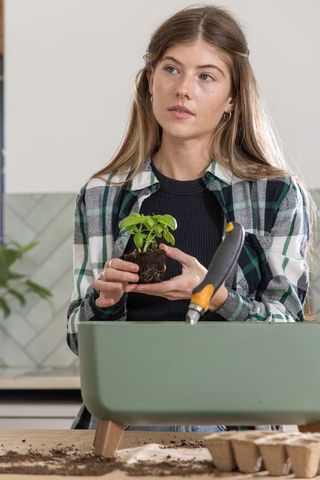 Young woman repotting herb seedling into modern green planter on kitchen counter