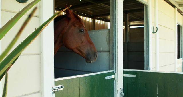 Chestnut Horse Standing in Stable with Half-Door Open - Download Free Stock Images Pikwizard.com