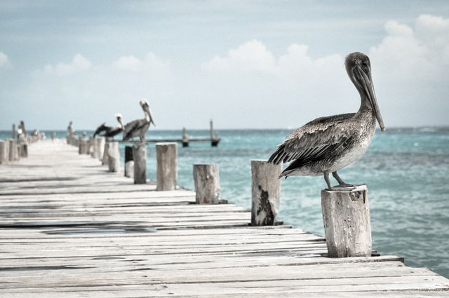 Brown pelican perching on a wooden pier post by the turquoise sea with additional pelicans in the distance. The scene is calm and serene, ideal for use in travel brochures, wildlife conservation campaigns, and nature blogs focusing on coastal bird species and beach destinations.
