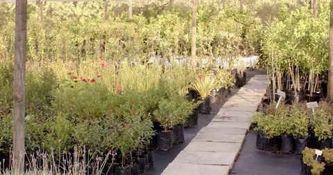 Organized Plant Nursery with Stone Walkway in Greenhouse Setting