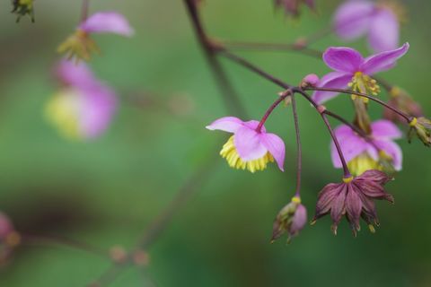 Delicate pink and yellow begonia blossoms dangling on thin stems with soft green bokeh