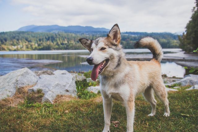 A dog stands on grassy area by a beautiful mountain lake with green forests and mountains in background. Great for promoting outdoor activities, pet-friendly locations, nature tourism, and adventurous lifestyles.