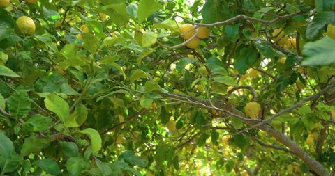 Sunlit lemon tree canopy showing ripe yellow fruit, glossy leaves and twisting branches