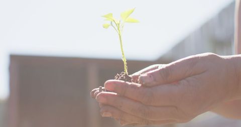 Senior Definitely Caring for Seedling in Garden