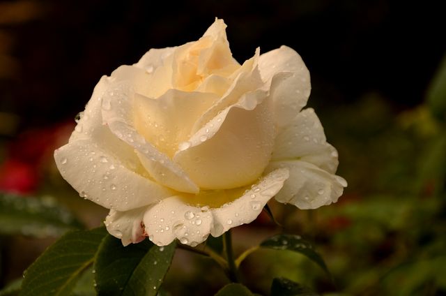 White rose covered in dew drops, showcasing detail and freshness. Ideal for nature, gardening, floral designs, and beauty-related content.