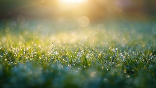 Glistening dewy meadow with tiny white blooms and golden-hour sunlit grass close-up