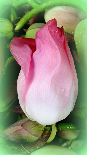 Closeup of a fresh pink lotus flower bud featuring water droplets, captured against a soft green background. Highlighting natural beauty, floral details, and purity. Ideal for nature-themed publications, botanical studies, or wellness and meditation content.