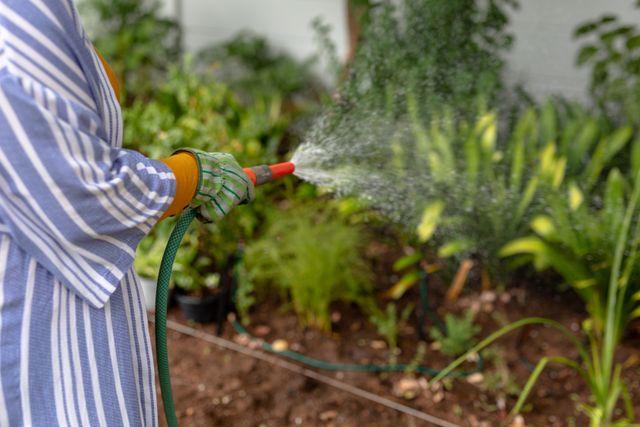 Midsection of an African American woman watering plants in a garden using a hose. She is wearing gardening gloves and a striped shirt. Ideal for use in articles about gardening, outdoor activities, plant care, and hobbies.