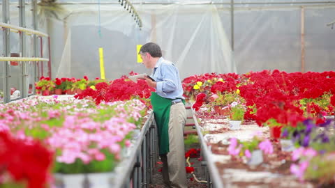 Florist Using Tablet in Greenhouse with Blooming Flowers