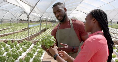 Farmers Discussing Organic Basil at Hydroponic Greenhouse